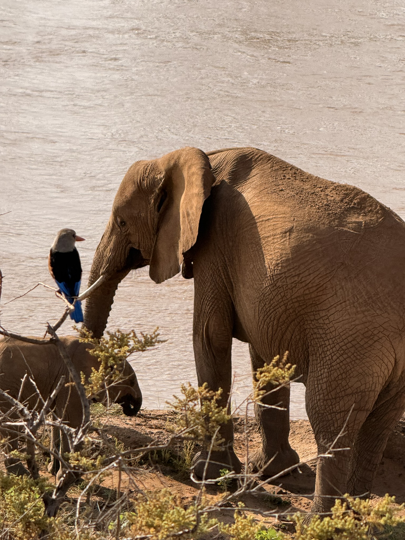 Elefante e Martin Pescatore al Samburu National Reserve